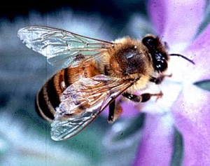 Resim-3. Bal arısı